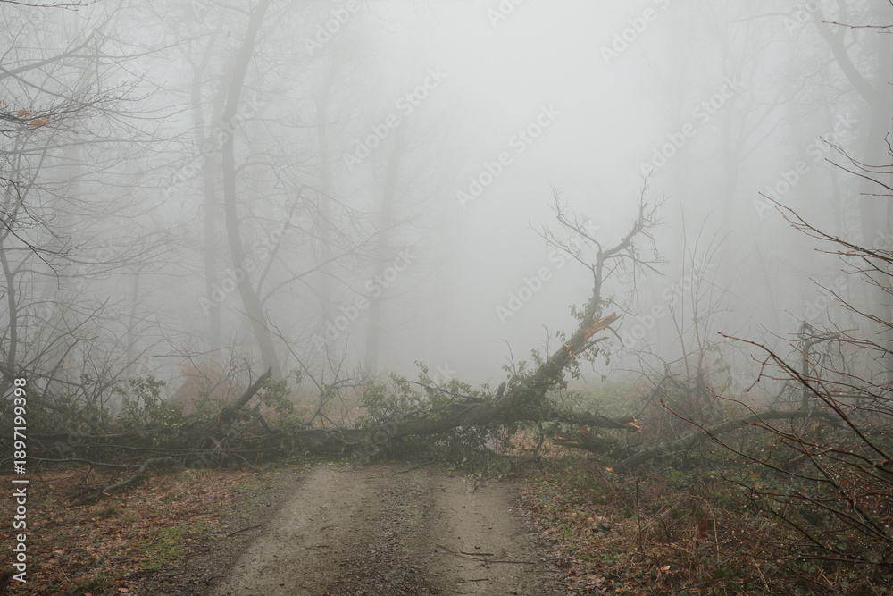 Fototapeta premium Foggy forest road blocked by fallen tree in Fruska Gora, Serbia. Misty woodland scene with broken branches creates a sense of isolation, obstacle, nature power and quiet tension