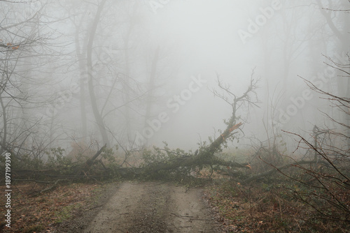 Foggy forest road blocked by fallen tree in Fruska Gora, Serbia. Misty woodland scene with broken branches creates a sense of isolation, obstacle, nature power and quiet tension