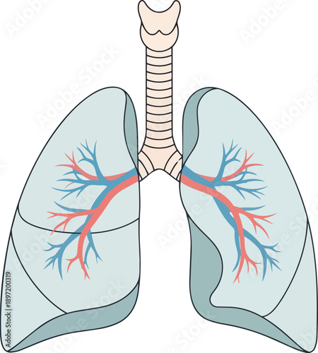 Anatomical illustration of the human respiratory system showcasing the lungs and bronchi for medical and educational purposes