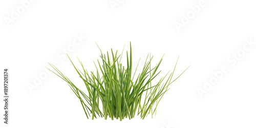Tableau sur toile Bunches of grass on a transparent background. 3D rendering.