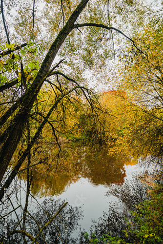 Tall autumn trees with thin branches and yellow leaves reflecting in the still surface of a forest river under a bright overcast sky.