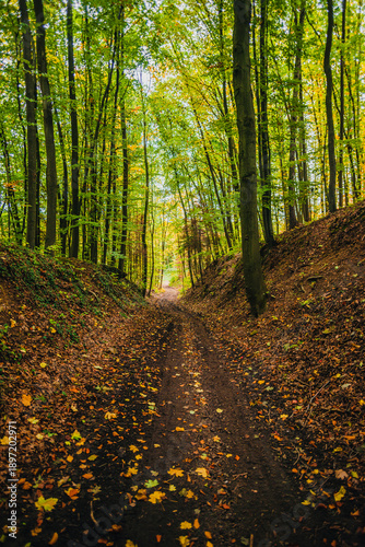 A narrow dirt path leading through a colorful autumn forest with yellow leaves scattered on the ground and tall trees framing the way toward a bright opening in the woodland.