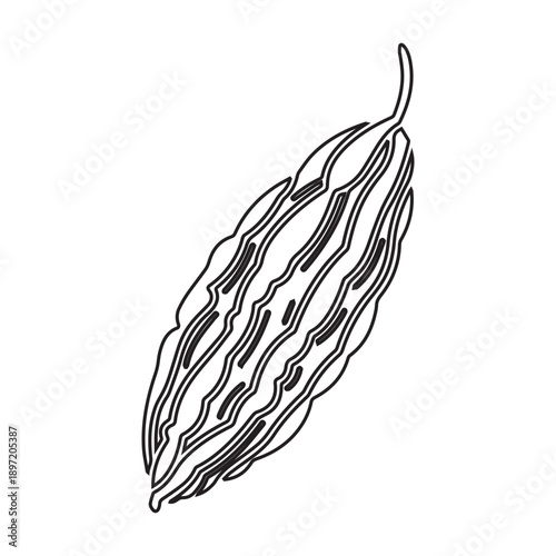 Bitter Gourd Illustration