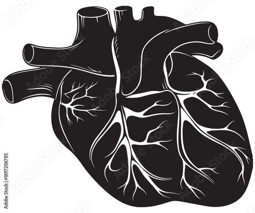 Human Heart Anatomy Vector – Detailed Black and White Illustration .