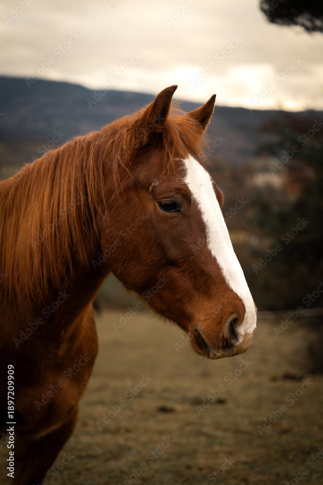 Obraz premium horse in the field