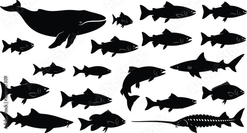 Black fish and whale silhouettes set including shark salmon and sturgeon cad drawing flat vector illustration isolated on white background
