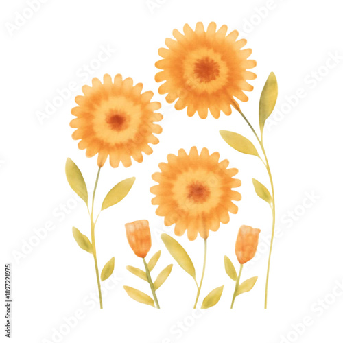 sunflower on a white background
