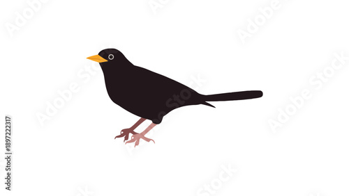 A black bird with yellow beak standing on white background