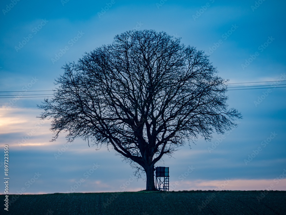 Fototapeta premium Baum mit Hochsitz bei Sonnenuntergang