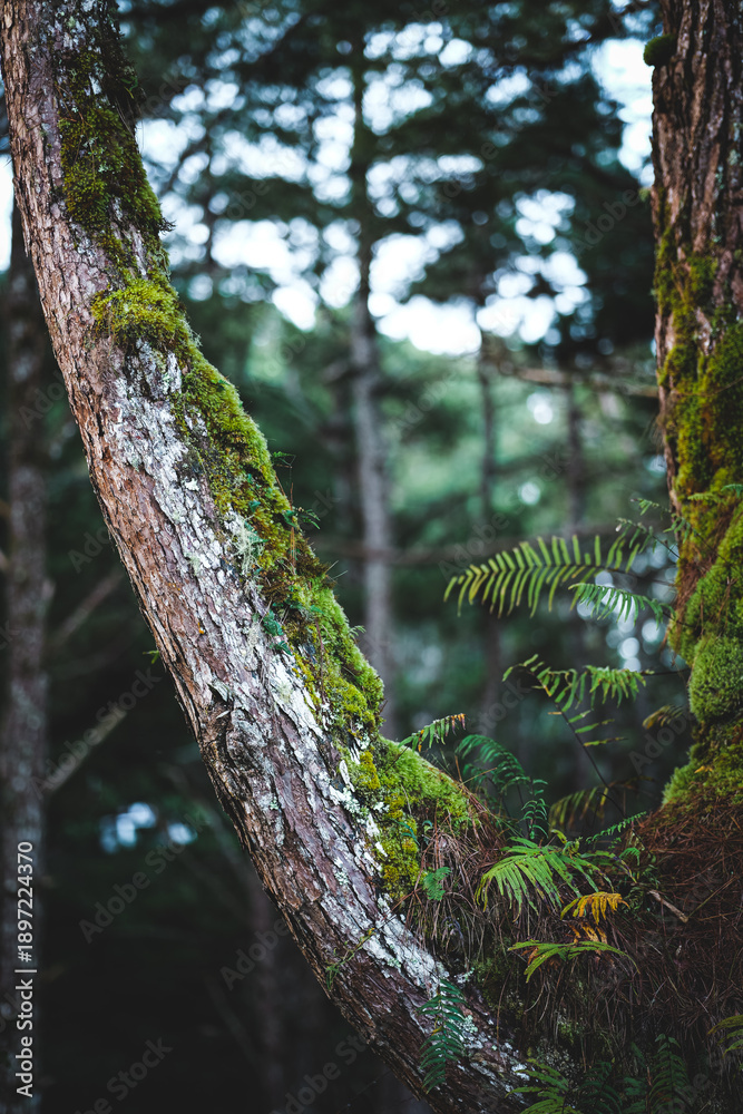 Fototapeta premium Moss-Covered Tree Trunk with Ferns in Pine Forest