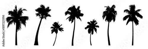 Palm trees silhouette with varied heights and leaf shapes in black on white background, tropical coastal scenery, minimalistic art style, flat design, nature, outdoor, stylish, vector