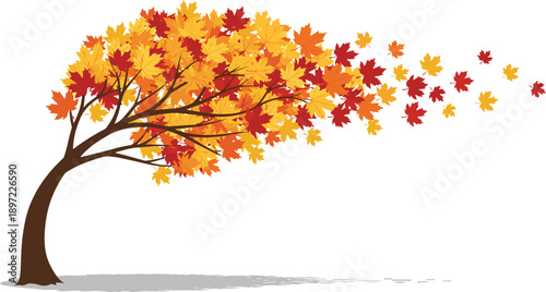 Autumn season tree illustration with wind blowing colorful red orange and yellow leaves from branches isolated on white background for nature landscape vector design.