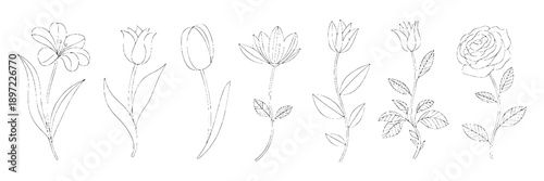 Flowers outline line drawing set with minimalist botanical sketches, delicate thin lines, floral art, monochrome style, versatile for design projects, nature-inspired illustrations, elegant decoration