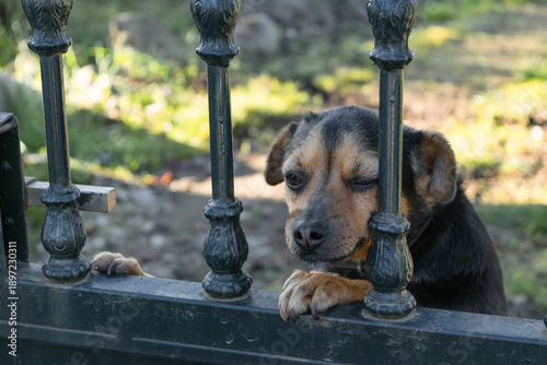 Neglected dog trapped behind metal fence