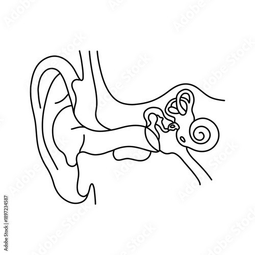 Human Ear Anatomy Line Illustration, Minimal Medical Diagram