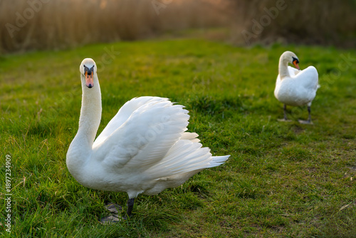 This pair of swans poses with their beautiful white feathers in a park in Zoetermeer