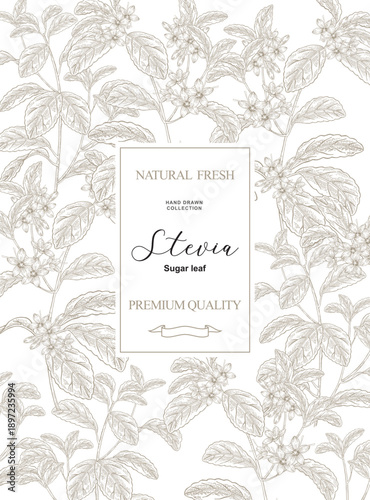 Stevia background. Hand drawn Stevia plant with flowers and leaves. Vector illustration. Design for package.