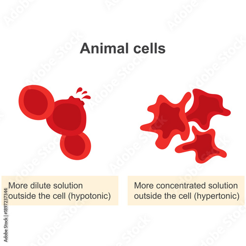 Osmosis in Animal Cells Diagram: Effects of Hypotonic and Hypertonic Solutions on Red Blood Cells