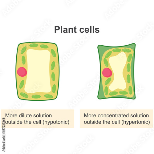 Plant Cell Osmosis Diagram: Turgid and Plasmolyzed States in Hypotonic and Hypertonic Solutions