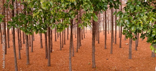 Sunlit Commercial Tree Plantation