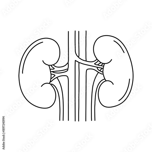 Human Kidneys Anatomy Line Illustration, Urinary System Vector