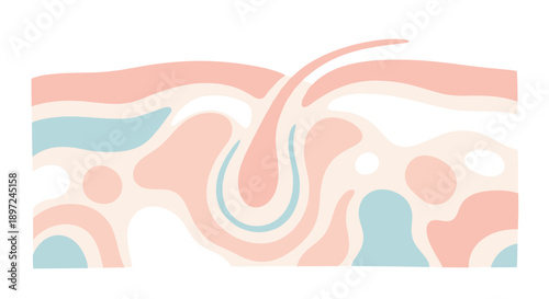 Abstract illustration of skin layers representing the natural epidermal structure. Minimalist biological diagram for dermatology and cosmetic science presentation.