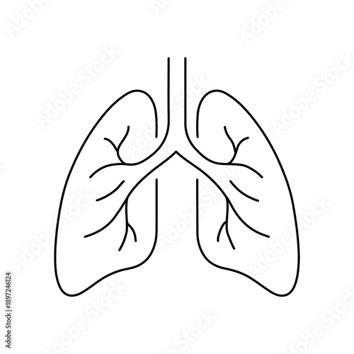 Human Lungs Anatomy Line Illustration, Respiratory System Vector