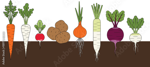 Root Vegetable Garden Vector Illustration Set Featuring Carrots, Potatoes, Radishes, Onions, and Beetroots Growing in Soil for Agriculture and Healthy Eating Designs