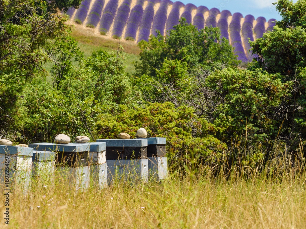 Obraz premium Bee hives in green nature. Beekeeping.