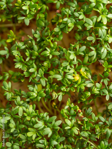 Fresh Green Cress Sprouts Healthy Microgreens As Background