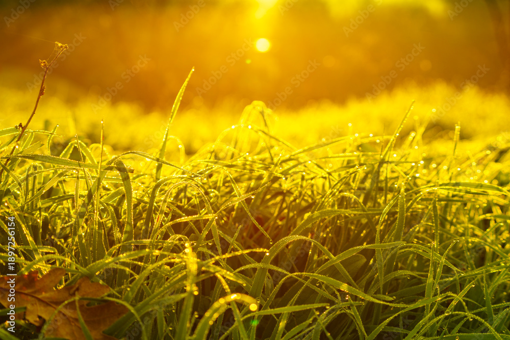 Obraz premium Plant grass wet with dew on meadow field at sunrise