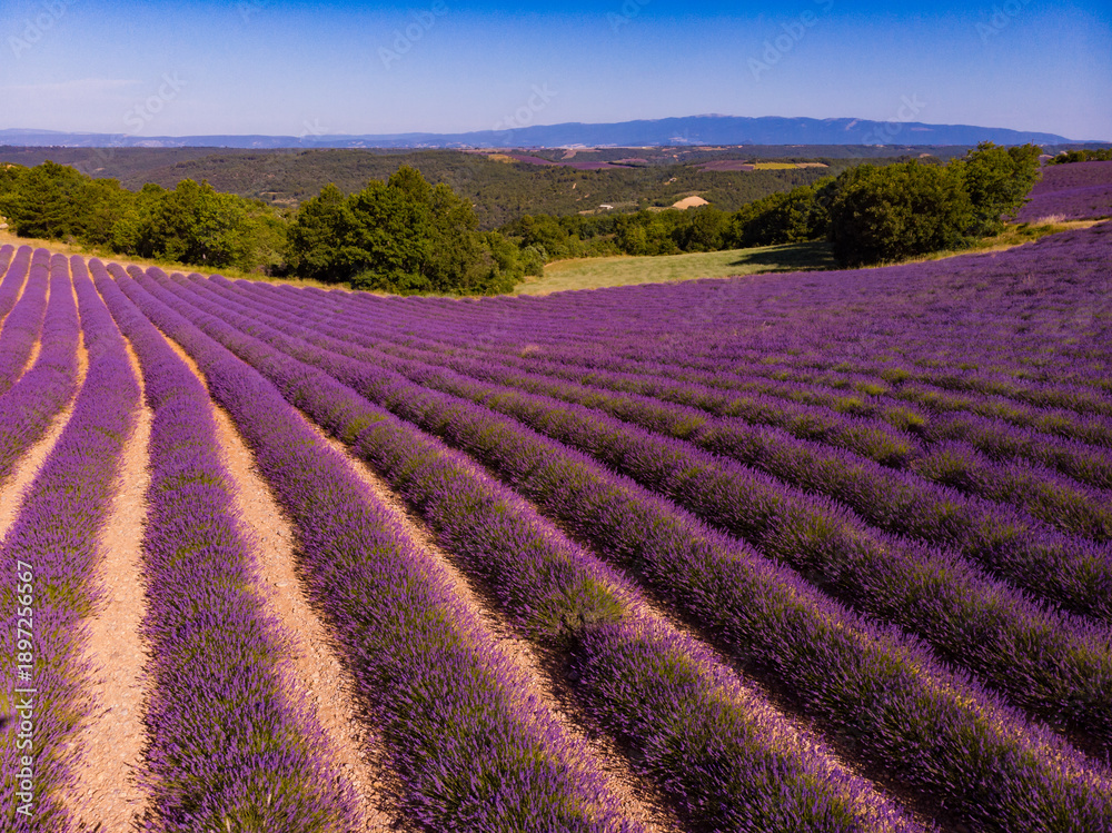 Obraz premium Lavender fields in bloom in Provence