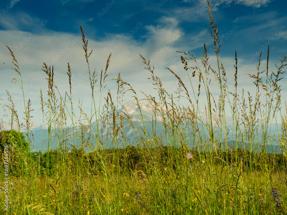Fototapeta premium Summer meadow and mountains on horizon. L'Obiou in Alps, France.