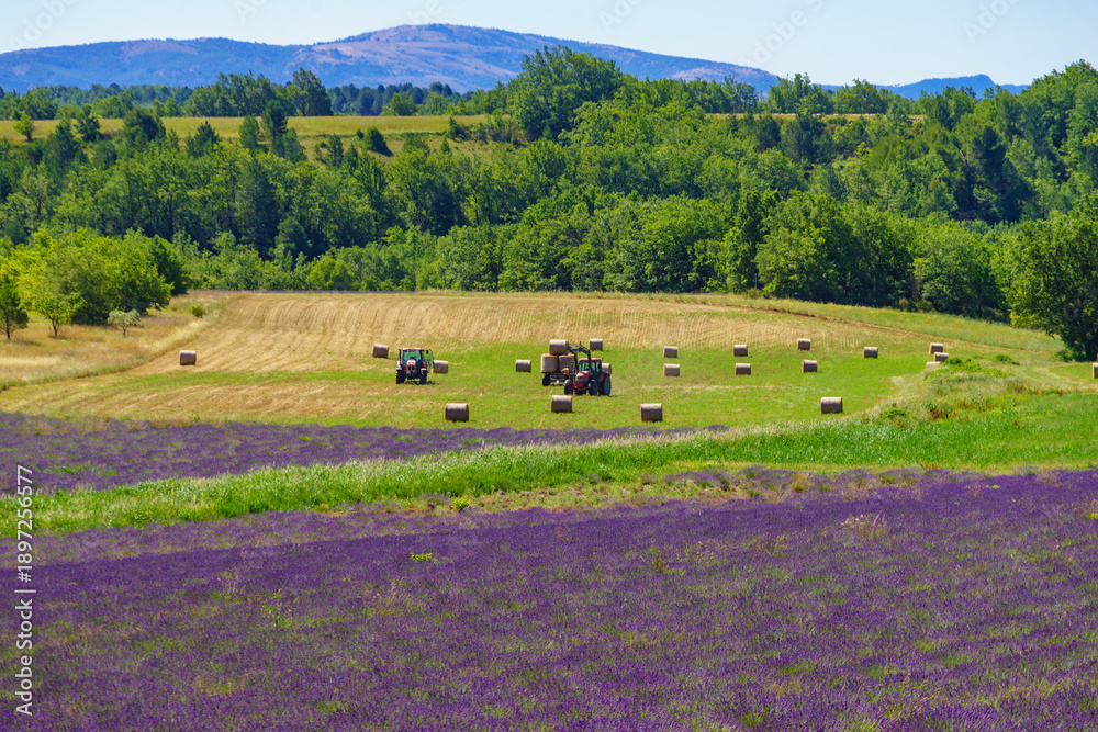 Fototapeta premium Agricultural view with lavender field and tractor working on field, France