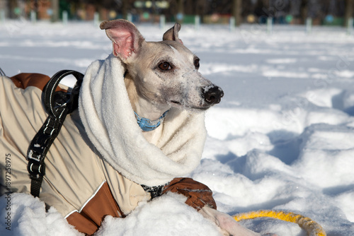 dog in winter