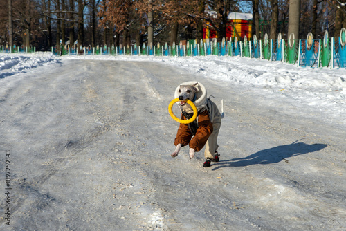 dog in winter