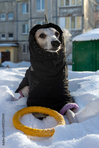 portrait of a dog in snow