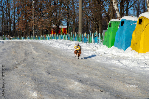 dog in winter