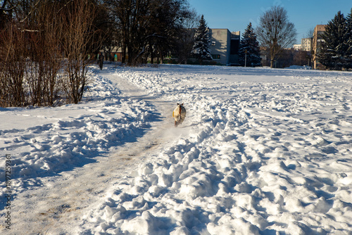 dog in winter