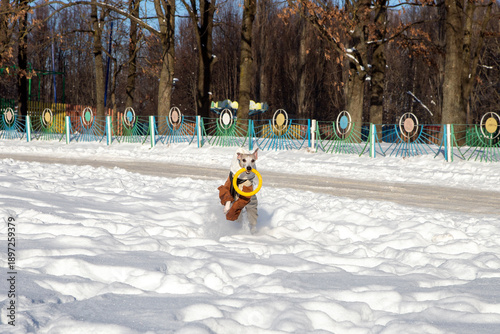 dog in winter