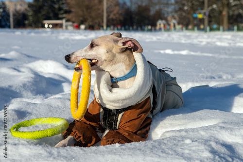dog playing with snow