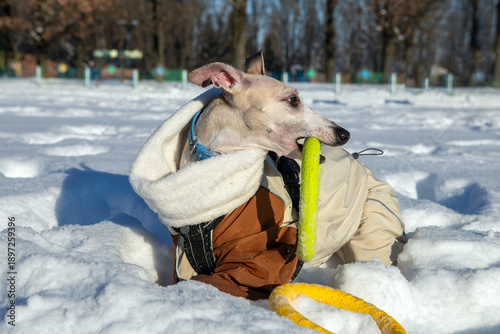 dog in winter park