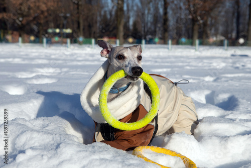 dog playing in snow