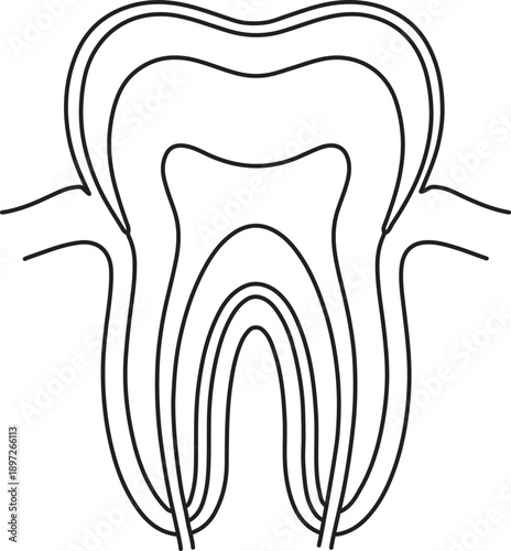 Human Tooth Anatomy Line Illustration, Dental Medical Vector