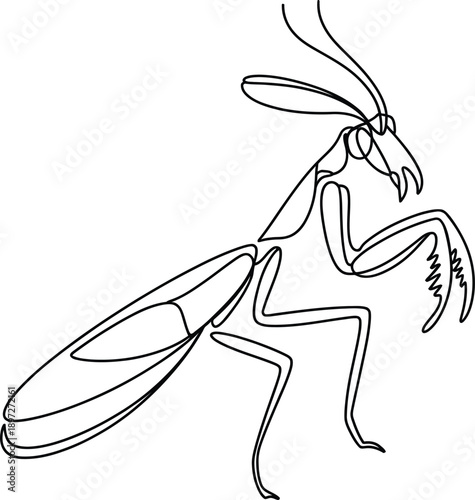 Insect with large abdomen and long antennae standing on two legs