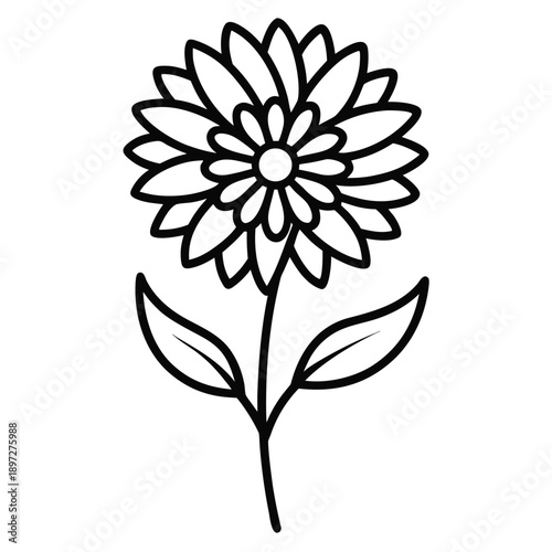 asters perennial uk  line art on white background