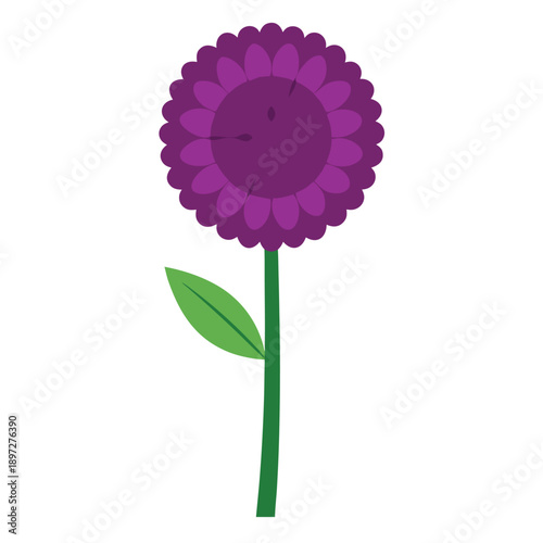 allium giganteum flower vector on white