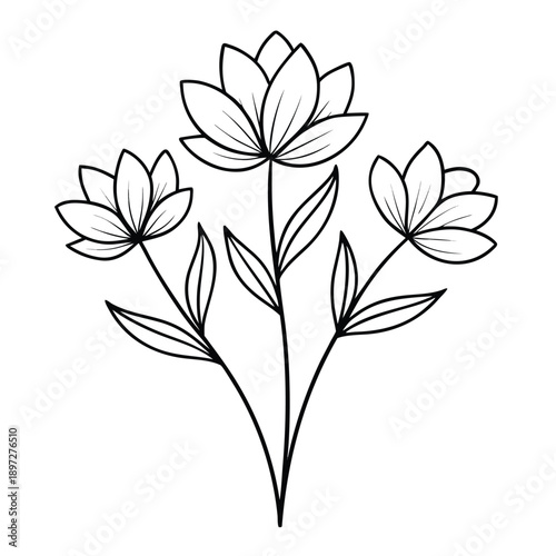 adonis amurensis flower line art vecot ron white background