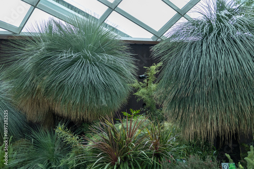 SINGAPORE - DECEMBER 25, 2025: Breathtaking botanical landscapes and futuristic architecture inside the Flower Dome and Cloud Forest conservatories at Gardens by the Bay.
