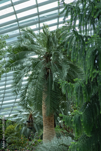 SINGAPORE - DECEMBER 25, 2025: Breathtaking botanical landscapes and futuristic architecture inside the Flower Dome and Cloud Forest conservatories at Gardens by the Bay.